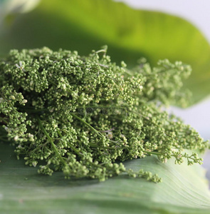 草本植物 印楝 味道 食物 种子 树叶 连体 蔬菜 植物