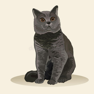 宠物银渐层英国短毛猫素材-宠物银渐层英国短毛猫插画-摄图新视界