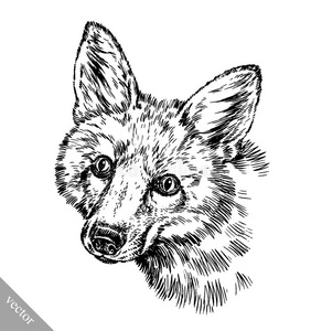 雕刻墨水画狐狸插图