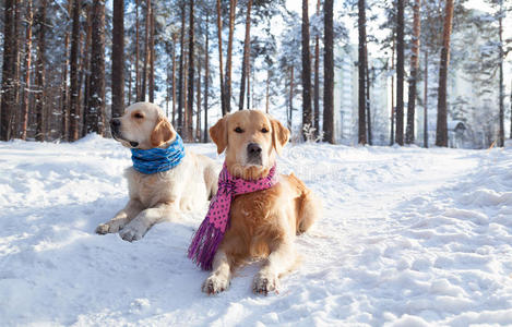 毛皮 有趣的 寒冷的 训练 犬科动物 肖像 拉布拉多 动物