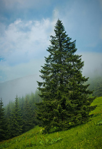 范围 蓝调 自然 风景 草地 森林 土地 松木 美女 小山