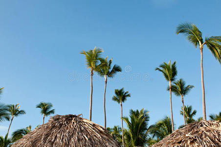 加勒比椰子棕榈树