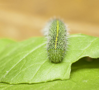 变形吃绿叶上的绿色毛毛虫,害虫吃树叶照片