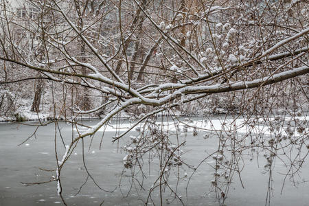 寒冷的 小溪 柏林 德国 容忍 森林 自然 冷冰冰的 分支