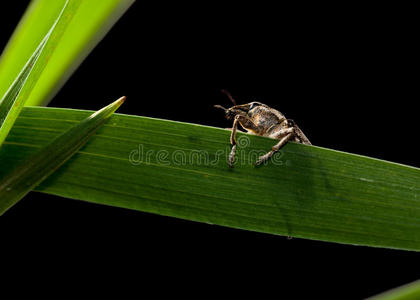 无脊椎动物 肖像 低的 刀片 动物 爬行 甲虫 特写镜头