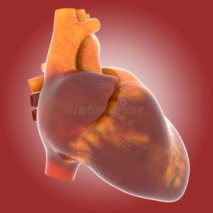 人类 公司 插图 医学 生物学 照顾 身体 动脉 疼痛 心脏病学