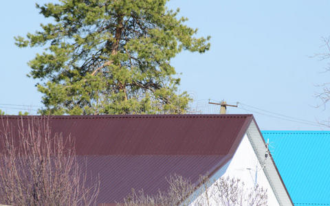 保护 平铺 屋顶 建筑 整修 建筑学 天空 瓷砖 轮廓 云杉