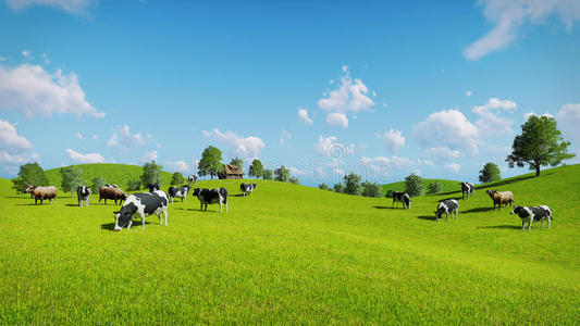 牛莉莉奶牛在开阔的绿色草地上吃草照片