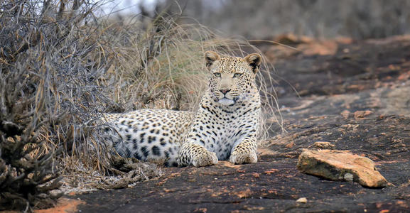 肯尼亚国家公园的特写豹