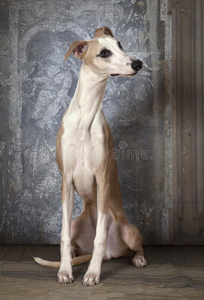 肖像 繁殖 猎犬 脊椎动物 爪子 短的 米色 优雅 小狗