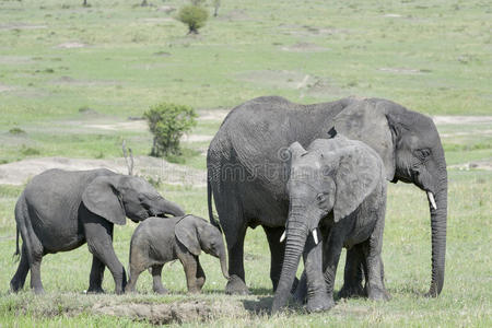 非洲象非洲象家族