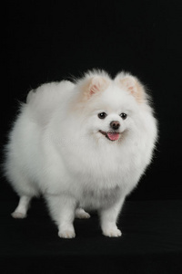 白高兴的小狗白博美犬照片