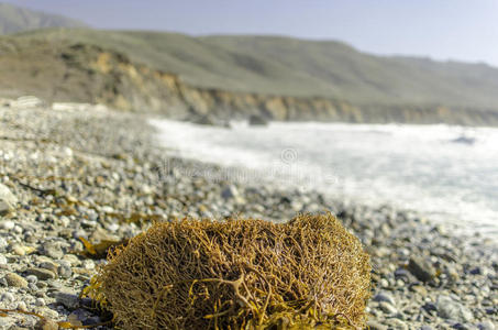 大苏尔的海滩和海草