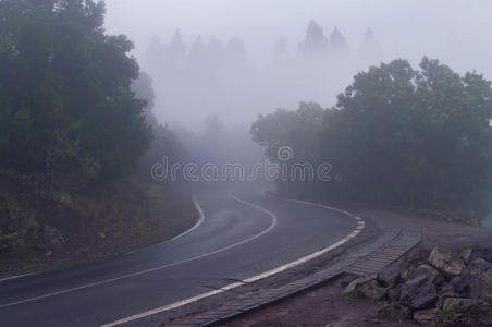 神秘的 沥青 秋天 薄雾 公路 车道 自然 国家 灌木 风景