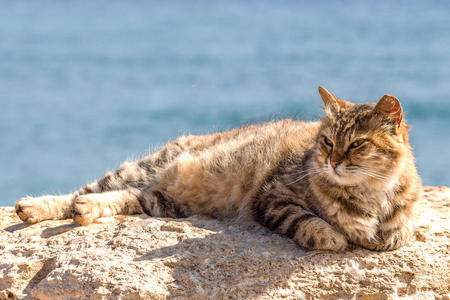 海的猫摄影图 海的猫图片大全 海的猫照片 摄图新视界