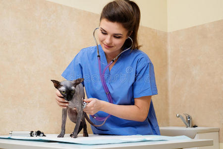 医学 小猫 哺乳动物 照顾 健康 动物 基蒂 诊所 实验室