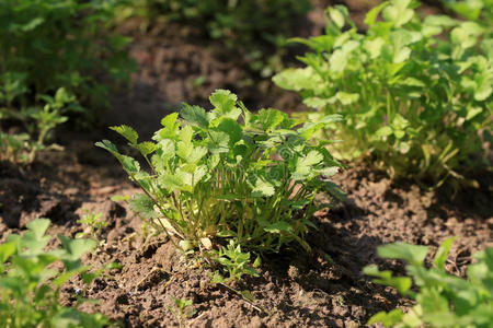 香菜种植图片