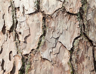 外部 建筑 植物 自然 形象 松木 树皮 木板 纹理 木材
