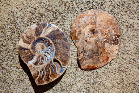 在特鲁尔发现的亚扪人化石蜗牛切割