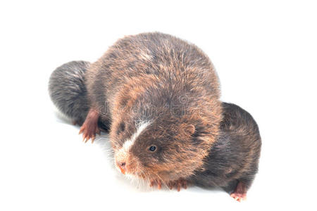 北方的鼹鼠田鼠,艾洛比乌斯塔尔皮松,白色在显示的爪子的丘陵动物鼹鼠