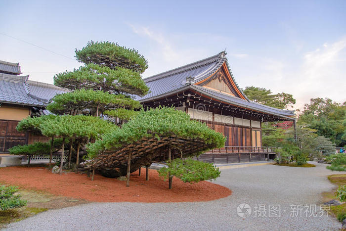 大盆景树与佛教寺庙在金阁寺，日本