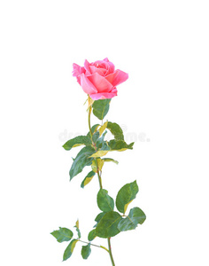浪漫 颜色 植物 美丽的 美女 春天 礼物 离开 玫瑰 分支