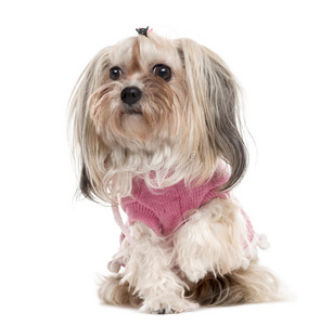 波隆卡穿着衣服躺着,孤立在白色上照片