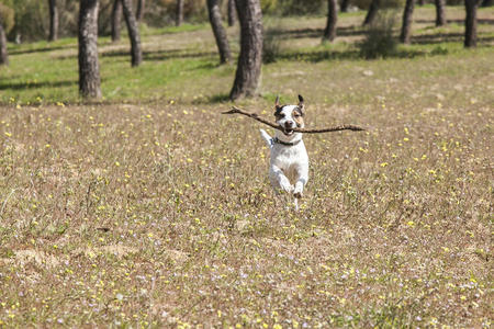 小山 自由 小狗 享受 打猎 动物 健康 灵感 植物 拉塞尔
