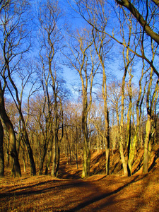 季节 冬天 春天 自然 公园 光秃秃的 植被 满足 乌克兰