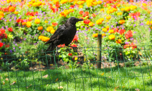 花园里的黑乌鸦
