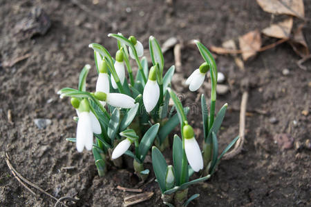 自然 报春花 植物 花的 春天 雪滴 番红花 花园 开花