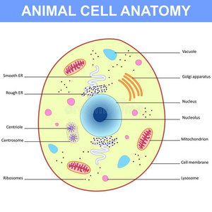 插图 核糖体 真核生物 蛋白质 溶酶体 细胞器 核仁 高尔基