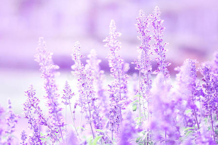 关闭美丽的紫蓝色花在花园，鼠尾草植物LAT。 丹参