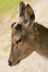 野生动物 漫游 公园 奈良 哺乳动物 关西 可爱的 喇叭