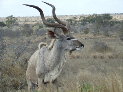 灌木 库杜 抱怨 羚羊 条纹 哺乳动物 野生动物 动物 自然