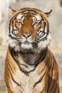 老虎脸的特写镜头。