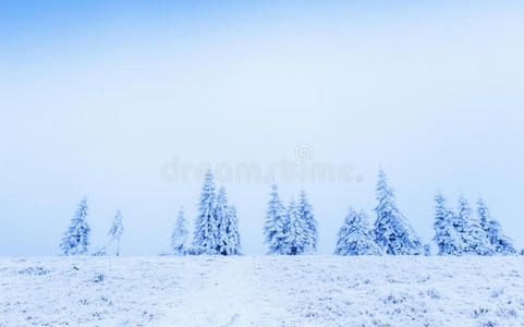 雪地里的冬树
