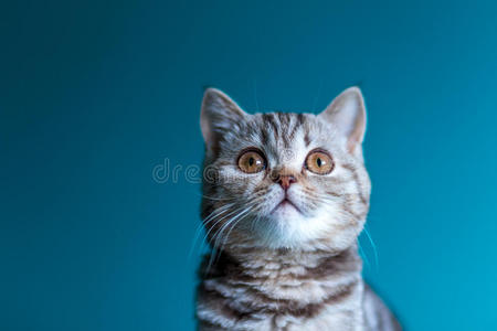 耳朵 直的 猫科动物 特写镜头 小猫 螺柱 毛茸茸的 艺术