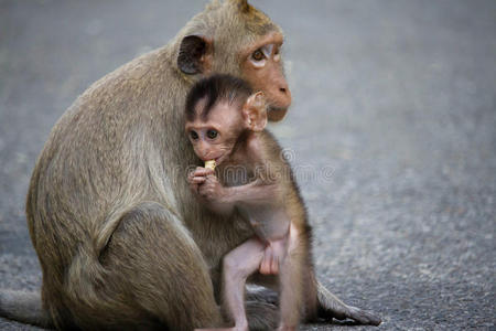 猴子和孩子图片