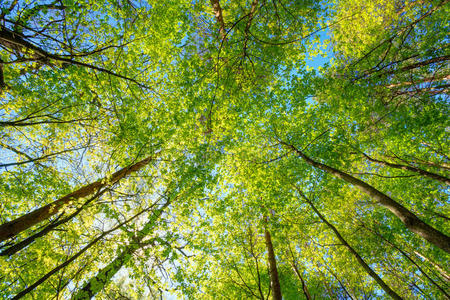 分支 天空 宽的 自然 阳光 天蓬 森林 夏天 木材 公园