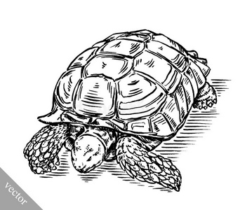 雕刻墨水画海龟插图