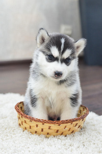 蓝眼睛西伯利亚哈士奇小狗照片