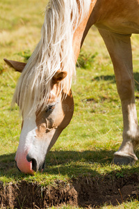 棕色和白色的马吃草