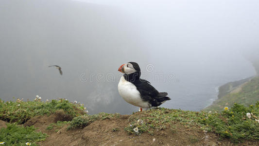 大西洋海雀