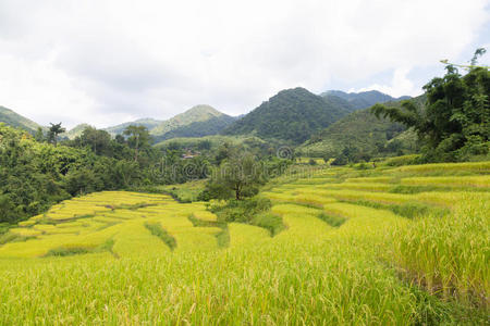 栽培 亚洲 种植园 食物 植物 土壤 自然 泰国 旅行 土地