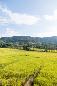 曲线 农业 泰国 亚洲 大米 食物 管理 外部 种植园 自然