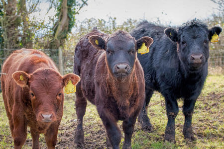 行业 产品 乳制品 自然 动物 农业 来源 喂养 大牧场