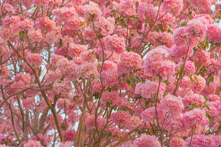 美丽的Tabebuia玫瑰树，粉红色的花在花园里盛开