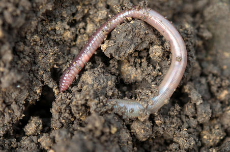 蚯蚓图片