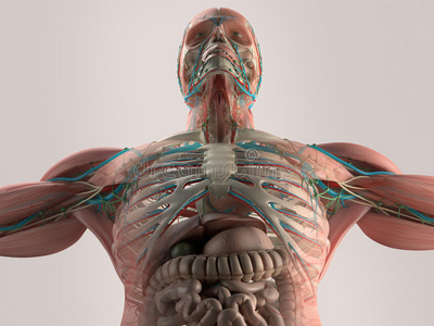 身体 遗传学 男人 运动员 运动 教育 插图 胸部 艺术
